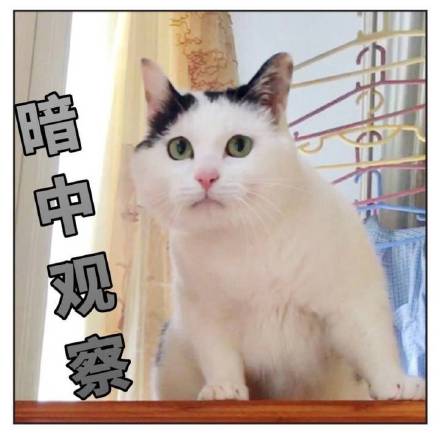 暗中观察小猫表情符号动图GIF