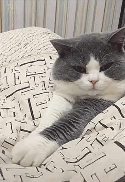 小猫不让握手cats表情图片下载