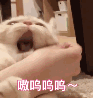 小猫咬手表情小猫咪表情包