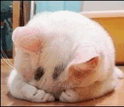 小猫睡觉耳朵会动cats表情图片下载
