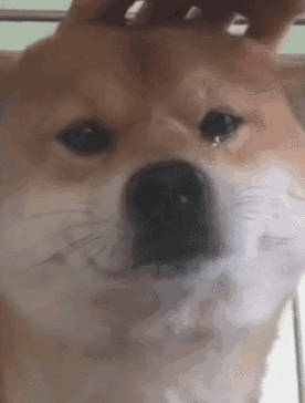 狗狗眼泪汪汪表情包