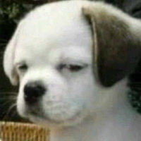 dogs表情鄙视