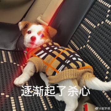 小狗表情逐渐起了杀心