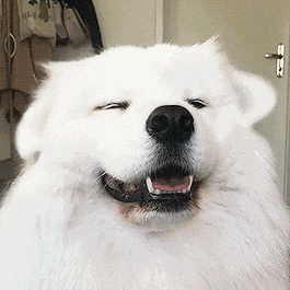 dogs可爱动图gif