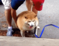 dogs狗狗太胖表情