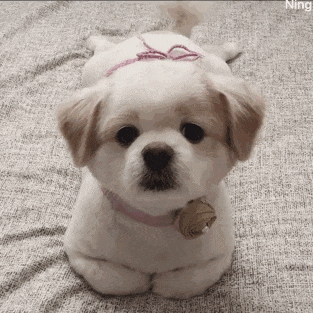 可爱效果dogs