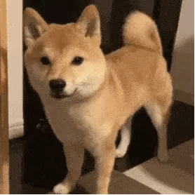 狗狗表情图dogs