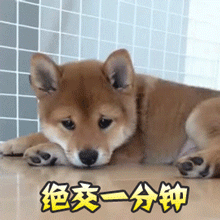 绝交一分钟狗狗表情stickers