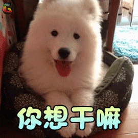 小狗表情你想干嘛