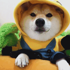 柴犬表情符号