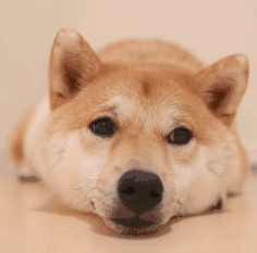 dogs狗狗表情