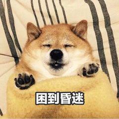 狗狗表情包困到昏迷