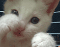 小猫打拳呆萌微信表情
