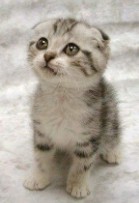 小猫咪表情