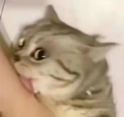 可爱猫贱贱的表情包