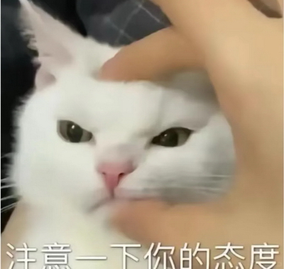 注意一下你的态度宠物表情包