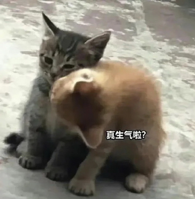 生气了？小猫贱贱的表情包
