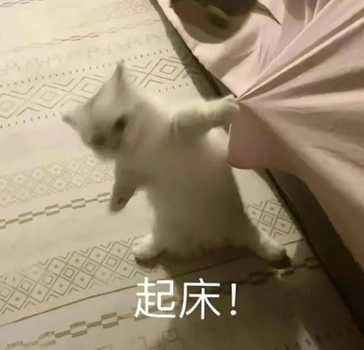起床 宠物表情包