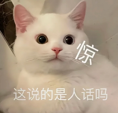 惊讶小猫宠物表情包