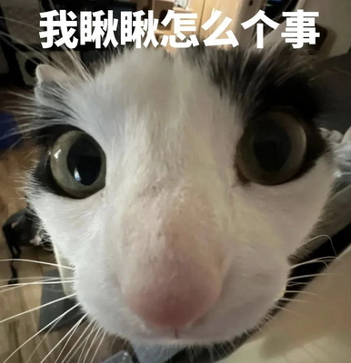 猫咪表情包搞笑表情