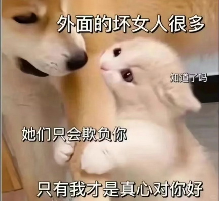 小红书猫咪表情符号动图GIF