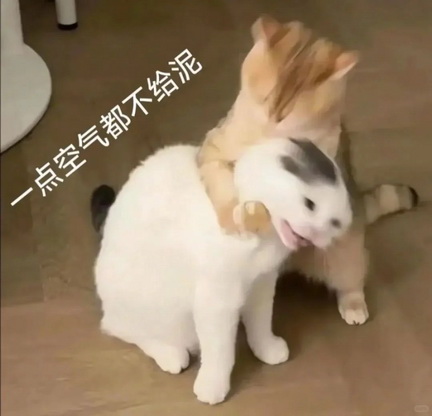 可爱小猫表情包