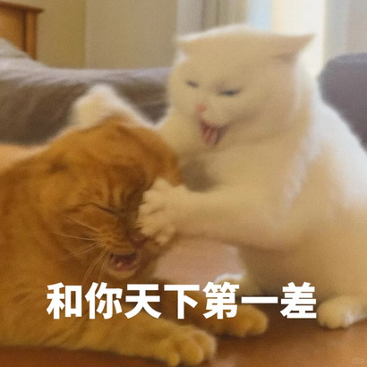 小猫咪表情包