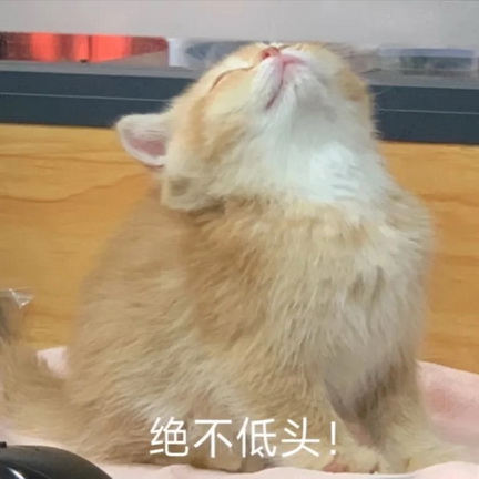 猫咪抽象Emoji搞笑表情