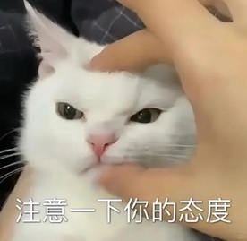 小红书猫咪表情符号动图GIF