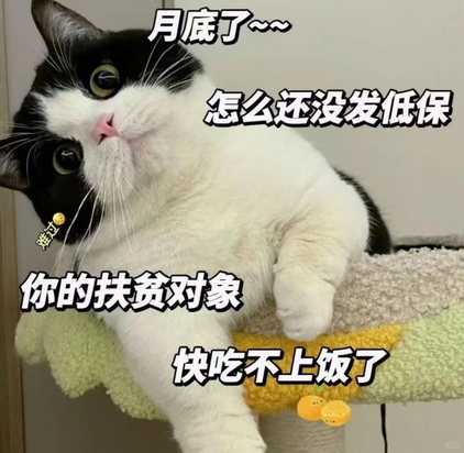 小红书猫咪表情符号动图GIF
