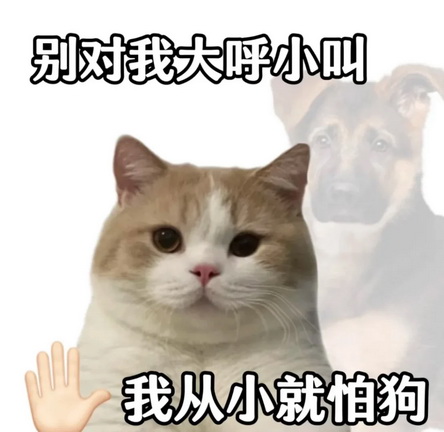 小猫咪表情包