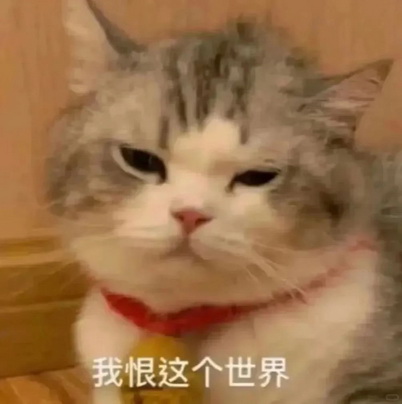 小猫咪表情包