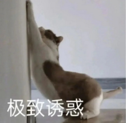 小红书猫咪表情符号动图GIF