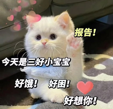 小猫咪表情包