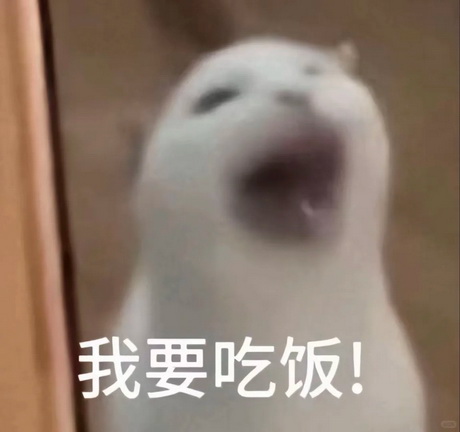 小猫咪表情包