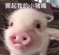 小猪可爱表情包