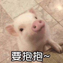 可爱猪表情Emoji