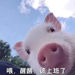小猪撒娇表情包