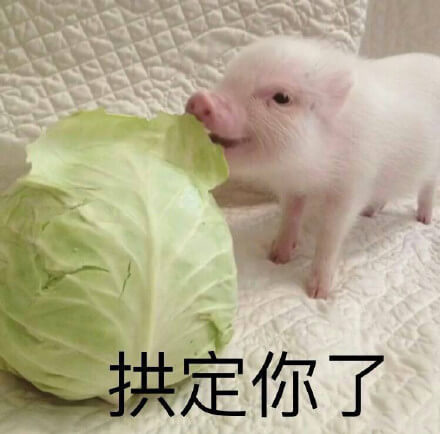 猪猪拱白菜卖萌微信表情