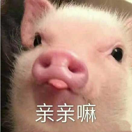 亲亲嘛猪猪卖萌表情包
