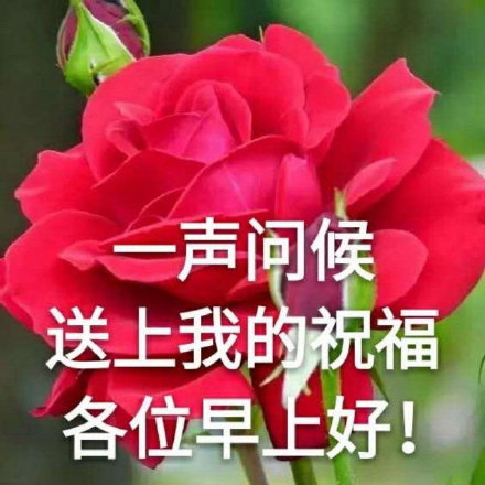 早安问候表情包贴纸第19张 早上好