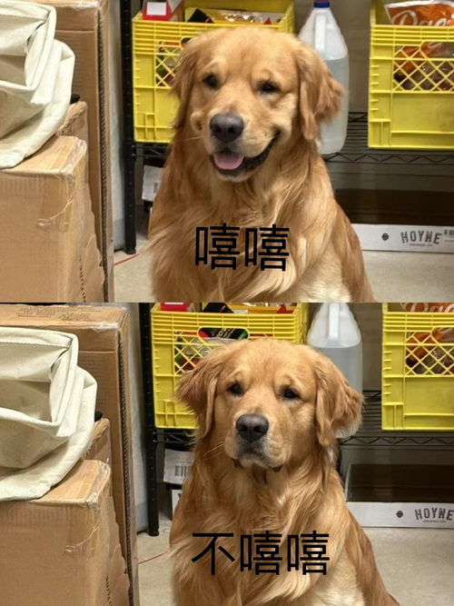 嘻嘻不嘻嘻表情包大全QQ