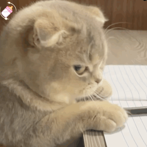 猫猫白眼表情包 微信表情