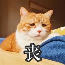 丧猫咪无耐表情符号动图GIF