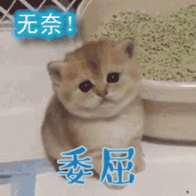 摊手无奈表情图片下载