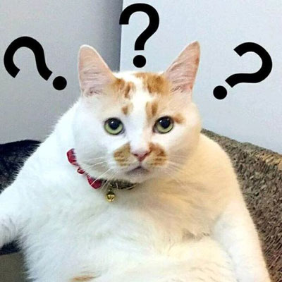 猫咪问号脸疑问表情包