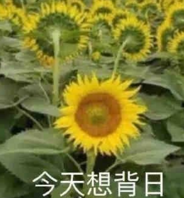 表情图片下载