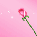 flowers玫瑰花