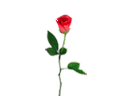玫瑰花的爱心动态gif