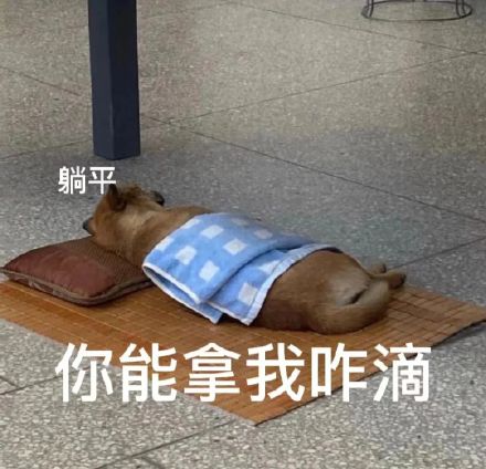 躺平中表情图片下载